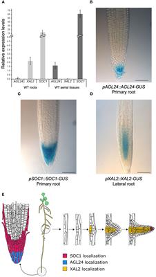 The MADS-box genes SOC1 and AGL24 antagonize XAL2 functions in Arabidopsis thaliana root development